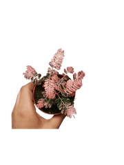 Phyllanthus Urinaria Pink Variegata