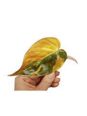 Philodendron Micans Aurea Steckling