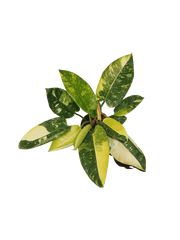 Philodendron Green Congo Variegata groß