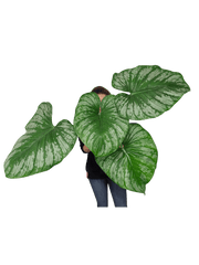 Philodendron Mamei XXL