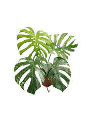 Monstera Mint Adult
