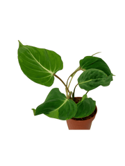Philodendron Gloriosum spontan panaschiert