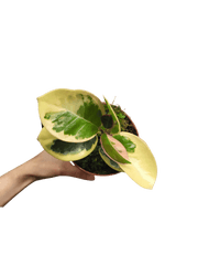 Hoya Australis Blondie