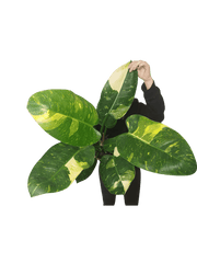 Philodendron Green Congo Variegata groß