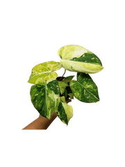 Philodendron Gloriosum Tricolor