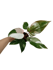 Philodendron Red Anderson Variegata