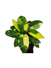 Philodendron Green Congo Variegata groß