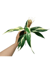 Raphidophora noID Variegata