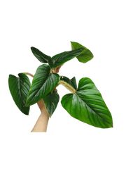 Philodendron Serpens