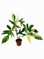 Philodendron Florida Beauty groß