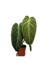 Philodendron Melanochrysum