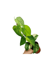 Scindapsus Jade Satin Aurea