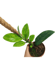 Raphidophora Elliptica Aurea