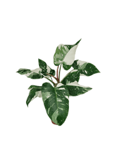 Philodendron White Princess 1A