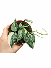 Scindapsus Mayari Variegata (zum aussuchen)