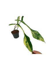 Philodendron Joepii Variegata