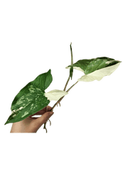 Syngonium Albo Variegata Steckling