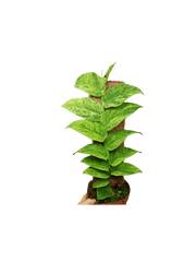 Raphidophora Korthalsii Marble