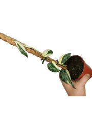 Scindapsus Mayari Variegata