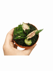 Syngonium Pink Rolli