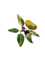 Philodendron Strawberry Shake