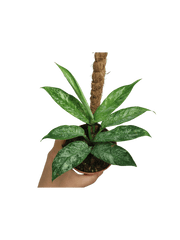 Raphidophora Elliptica Mint