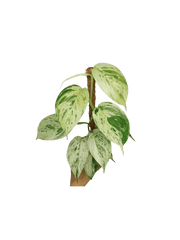 Scindapsus noID Variegata