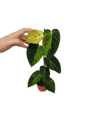 Philodendron Melanochrysum Variegata