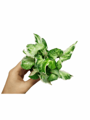 Syngonium Starlite T25