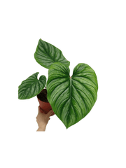 Philodendron Plowmanii