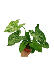 Syngonium Mottled
