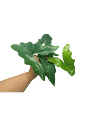 Alocasia Batwing Mint