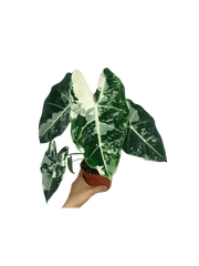 Alocasia Frydek Variegata