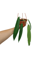 Anthurium Pallidiflorum