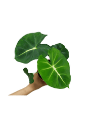 Alocasia Frydek Round