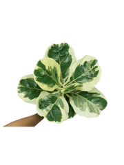 Ficus Lyrata Variegata