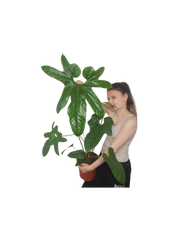 Anthurium Pedatum Groß