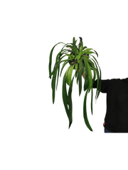 Anthurium Vittarifolium Aurea Variegata groß