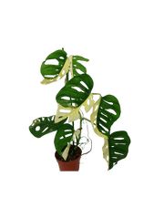 Monstera Adansonii Variegata