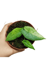 Alocasia Sulawesi Green Carpet Variegata