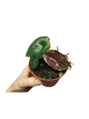 Alocasia Azlanii
