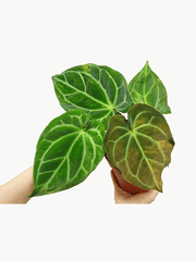 Anthurium Crystallinum Variegata