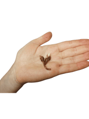 Alocasia Longiloba Purple (Rhizom / Bulbe)