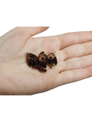 Alocasia Suhirmaniana Purple Vein (Rhizom / Bulbe)