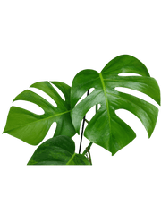 Monstera Green on Green Steckling (zum aussuchen)