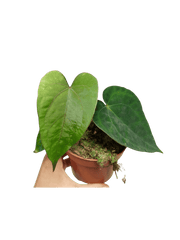 Anthurium Papillilaminum x Dressleri