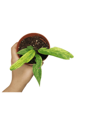 Anthurium Vittarifolium Variegata