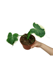 Alocasia Mickey Mouse / Xanthosoma Variegata