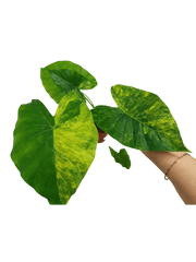 Alocasia Gageana Aurea Variegata