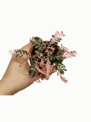 Phyllanthus Urinaria Pink Variegata buschig